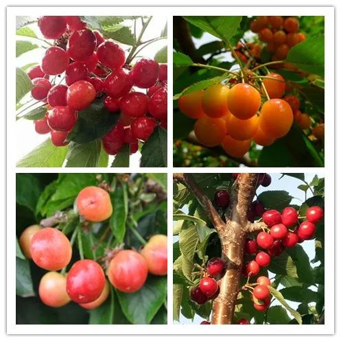 九游会·J9 - 中国官方网站 | 真人游戏第一品牌